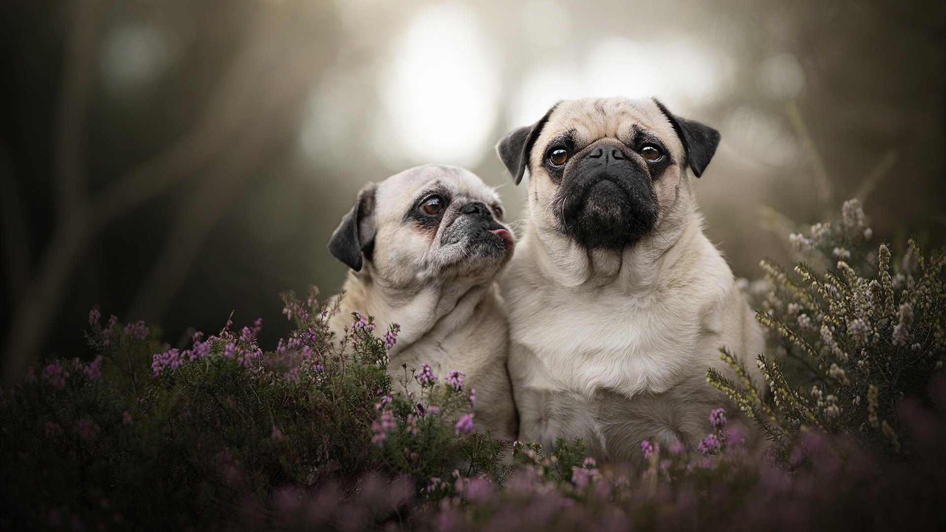爱游戏中国官方网站平台-_火箭逐渐找回状态，季后赛希望在望_，火箭季后赛一轮游