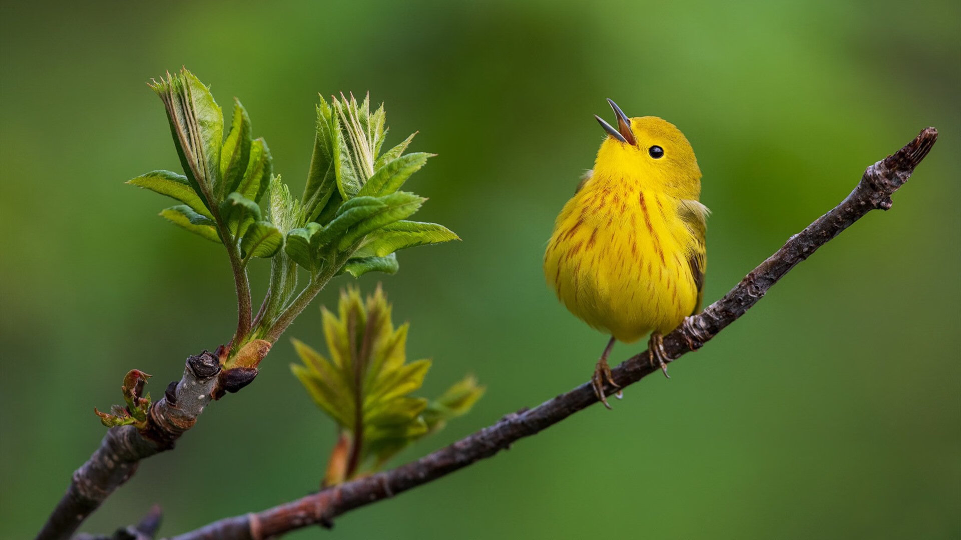 爱游戏娱乐平台-凯尔特人逆转快船！，2021.2.6凯尔特人vs快船