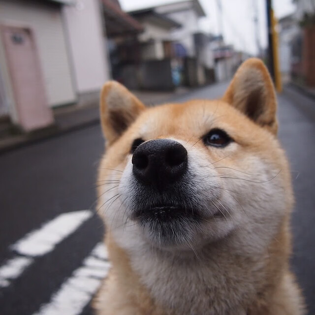大型海洋皮划艇赛,感受水域中的极速激情,皮划艇视频比赛