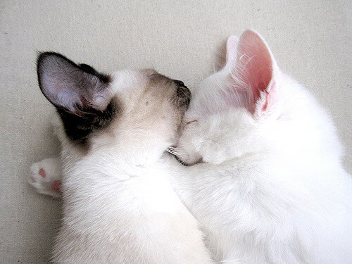 AYX GAMING-拜仁边路传中战术续写辉煌，攻击线火力全开，拜仁攻势足球