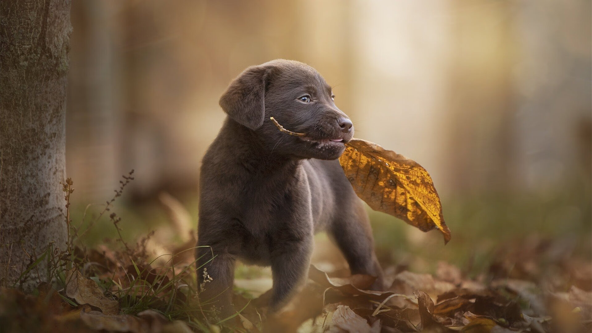 西骑手斯蒂芬·巴尔查携手“Chevaux Primavera”勇夺巴黎奥运会三项赛金牌,感动全场。