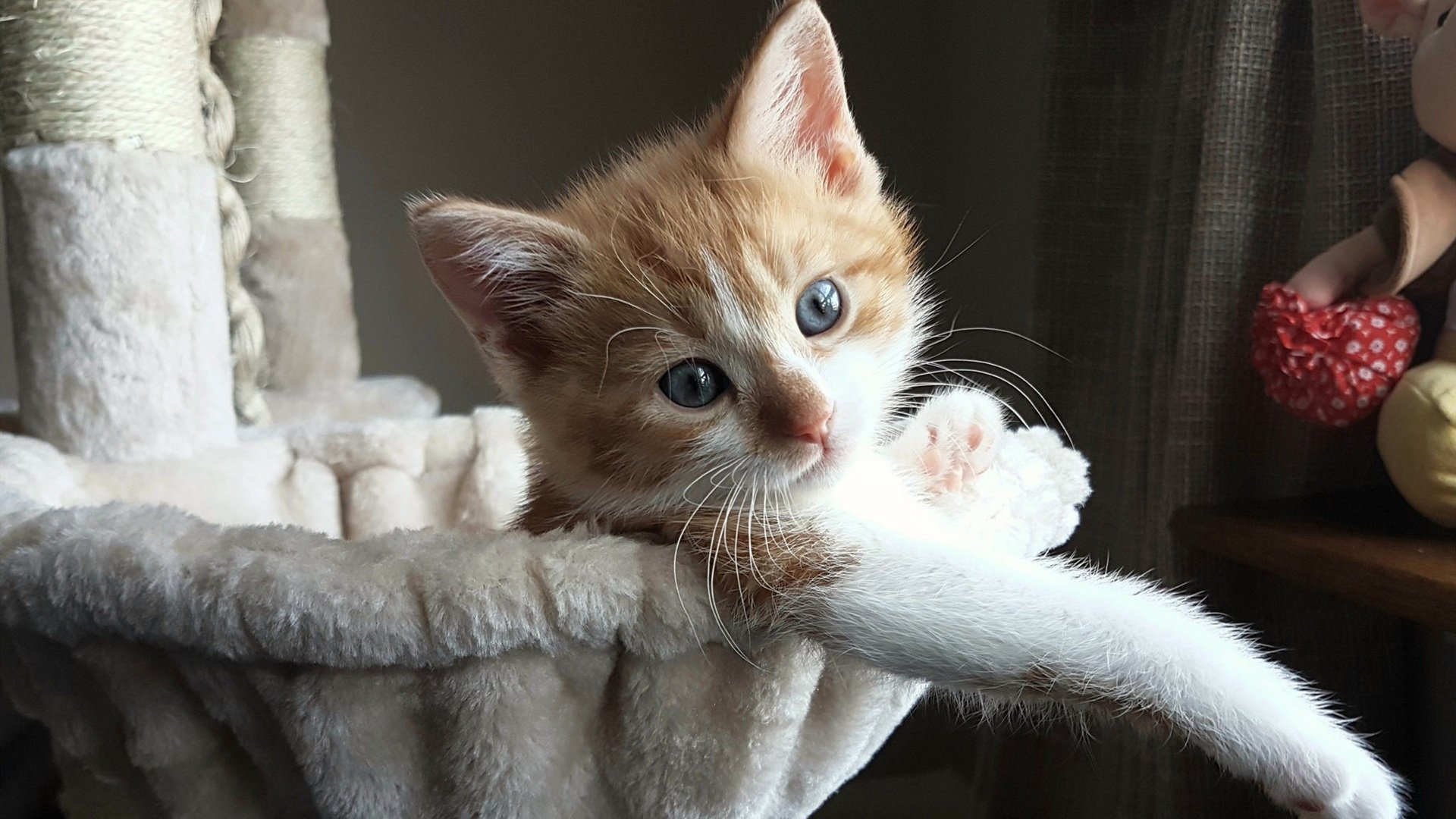 弗赖堡球员状态神勇，已有多名球员连续进球，弗赖堡球员状态神勇,已有多名球员连续进球