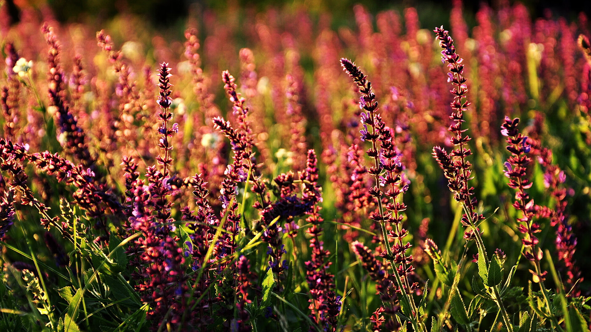 法国男篮在奥运热身赛中展现防守强度，法国男篮奥运冠军