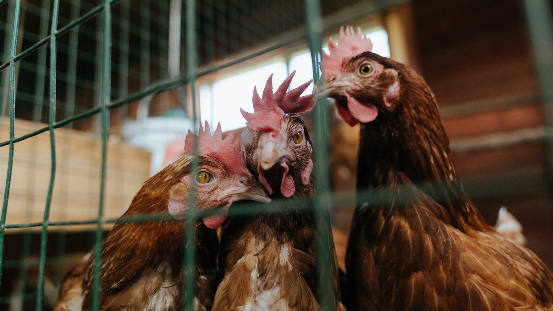 英格兰击败亚洲劲旅,技高一筹,英格兰对战