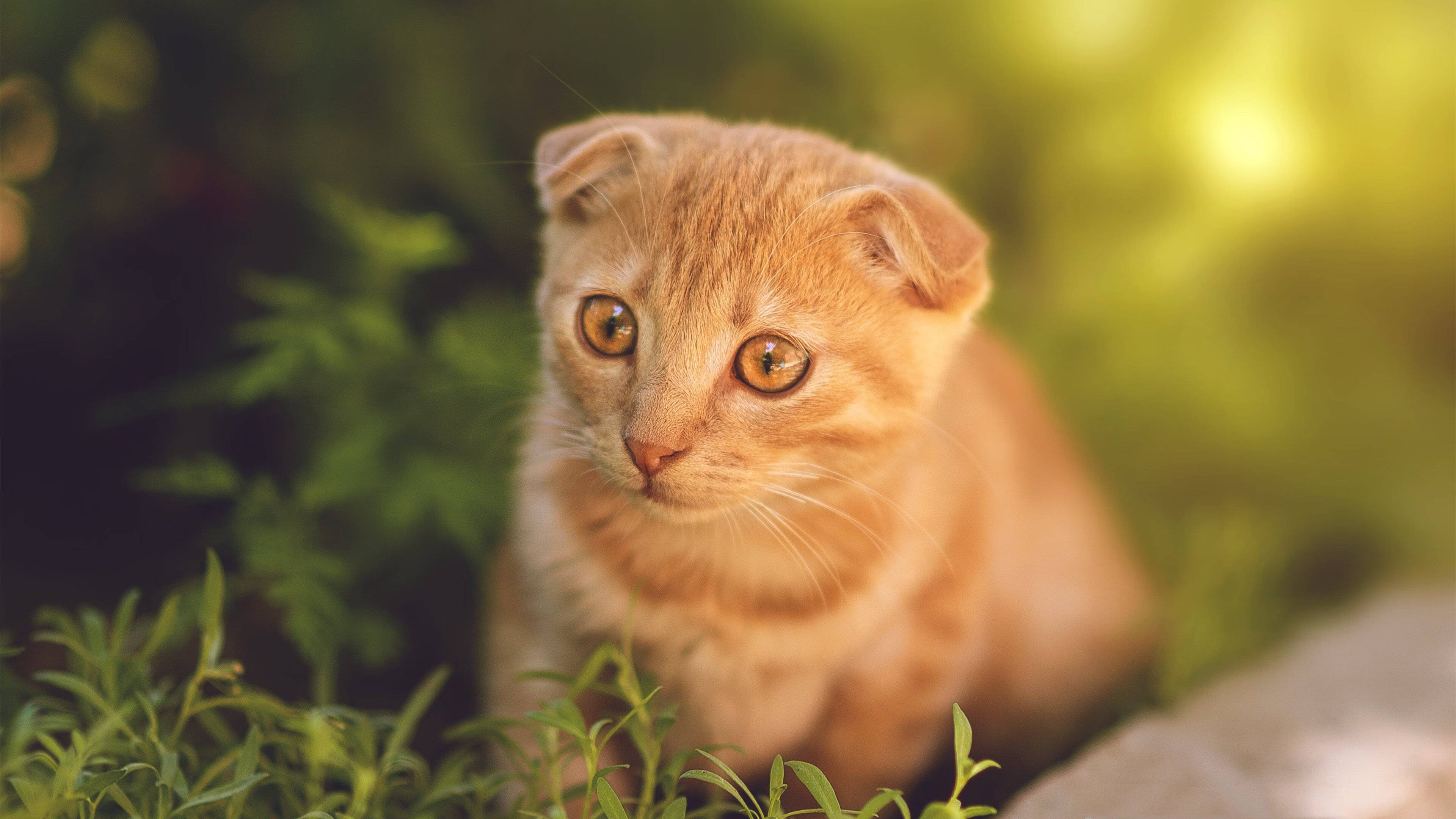 英格兰女足队员发挥卓越,连续六场不败,英格兰女足战绩