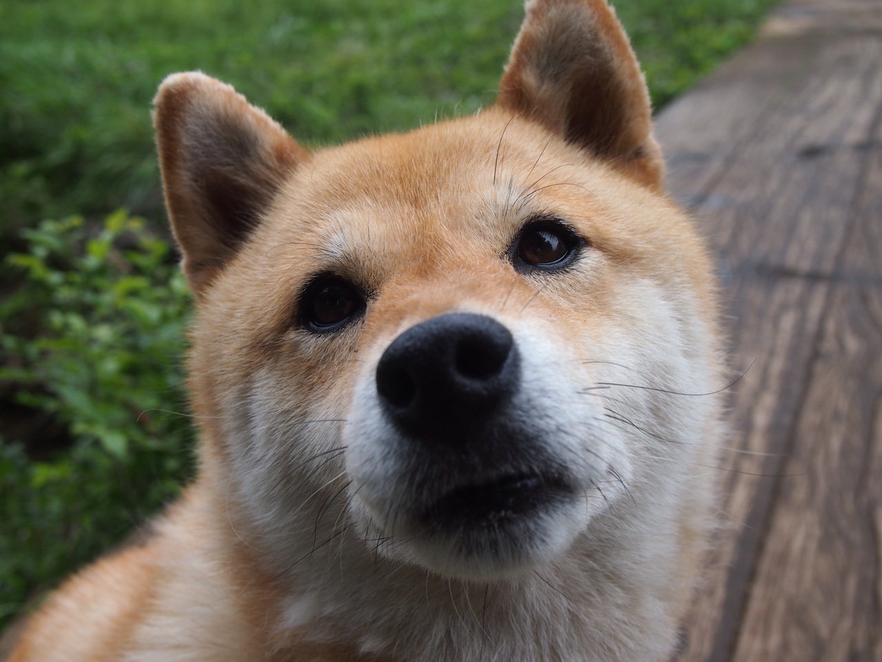 雄鹿力克公牛，系列赛焦点战中字母哥末节爆发，雄鹿战胜字母哥