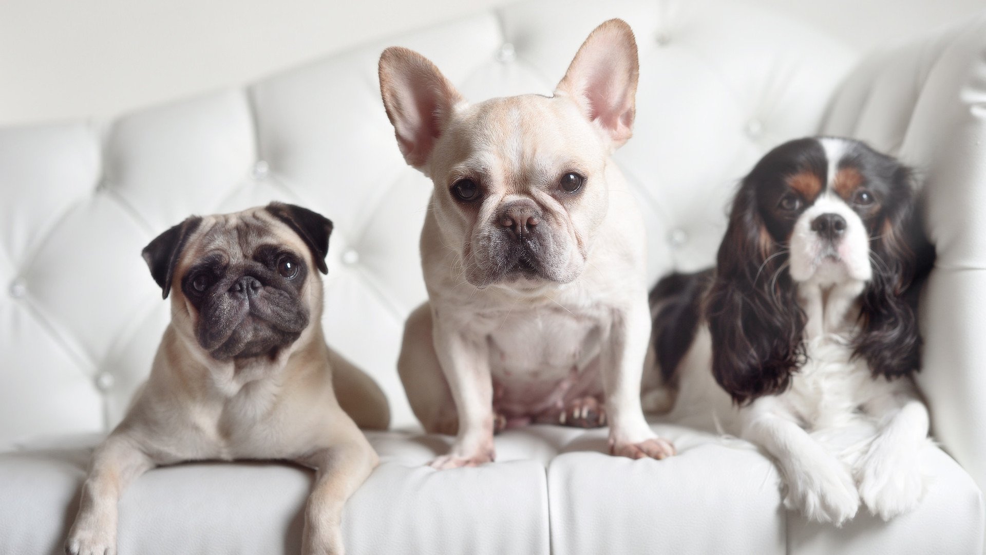 2025世俱杯：市场与竞技的双赢新模式，世俱杯2021参赛俱乐部