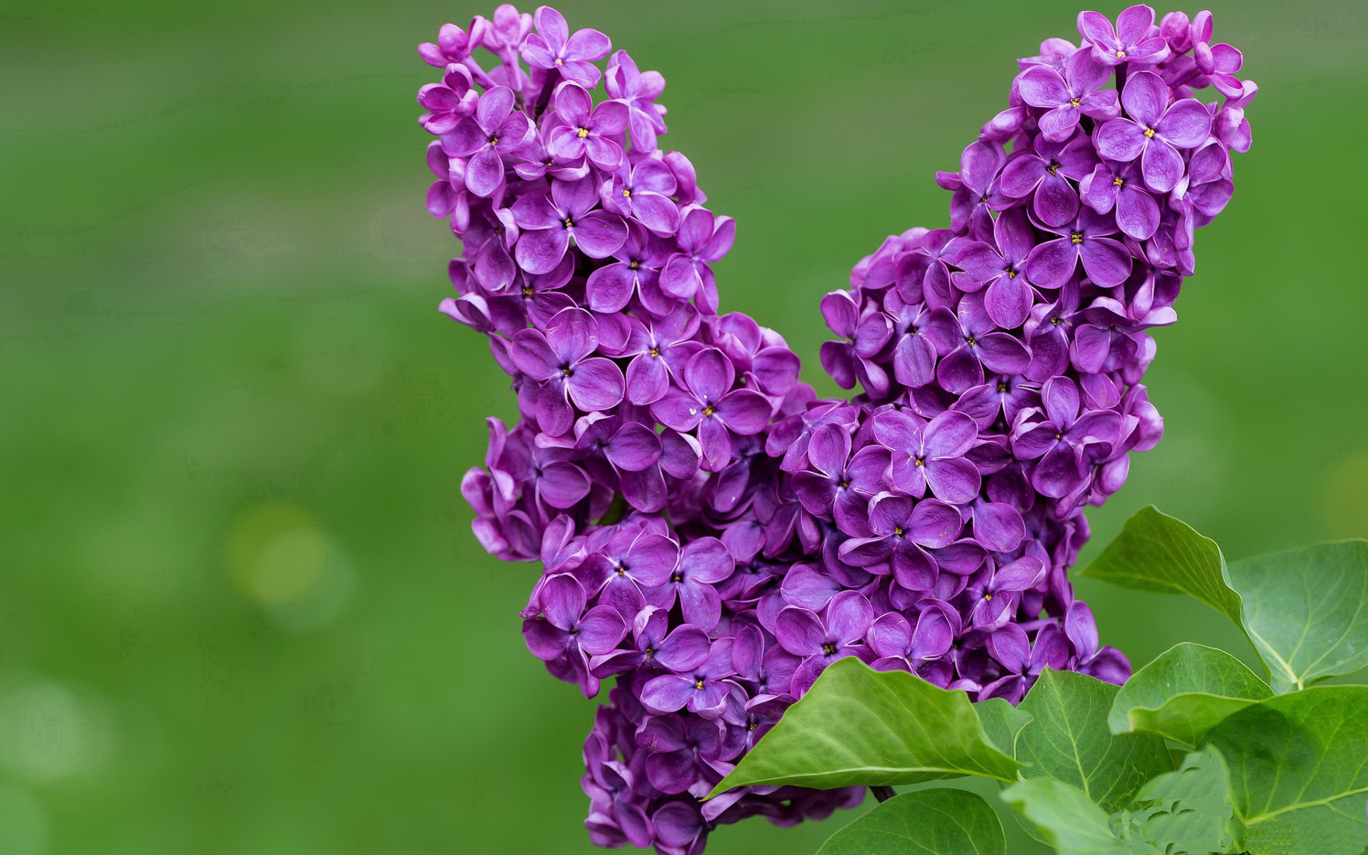 中国篮球教练员战术执行力提升及训练方法创新研究,篮球教练怎么布置战术