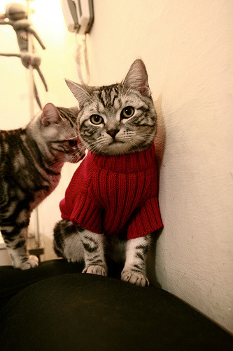 全国高校体育解说大赛挖掘新生代人才,体育赛事解说员有哪几位