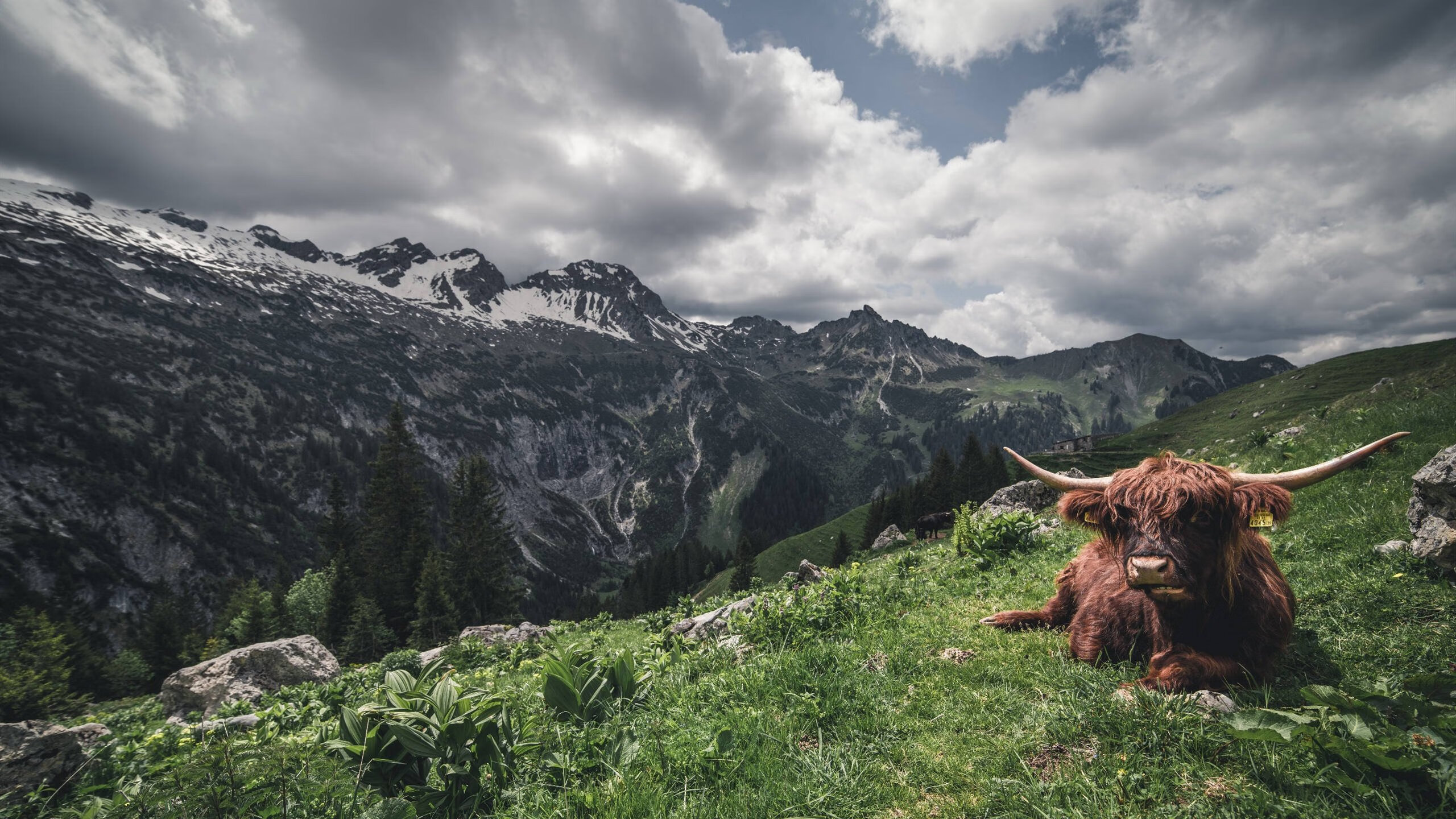 德式耐力风格 梅尔滕斯再受认可,德利斯·梅尔滕斯实况手游