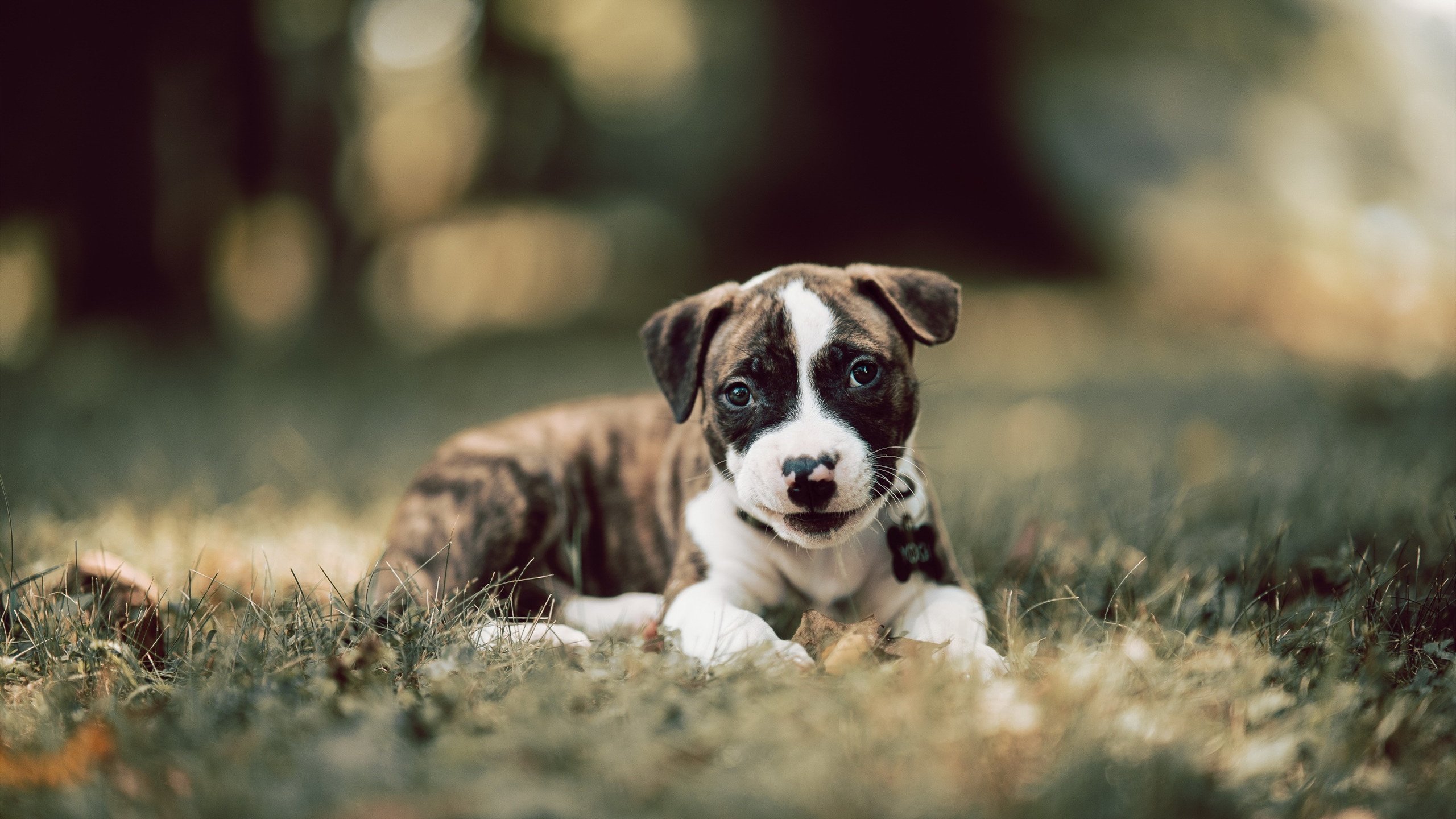 欧洲杯淘汰赛:破门瞬间的惊喜与感动,欧洲杯淘汰赛赛程公布