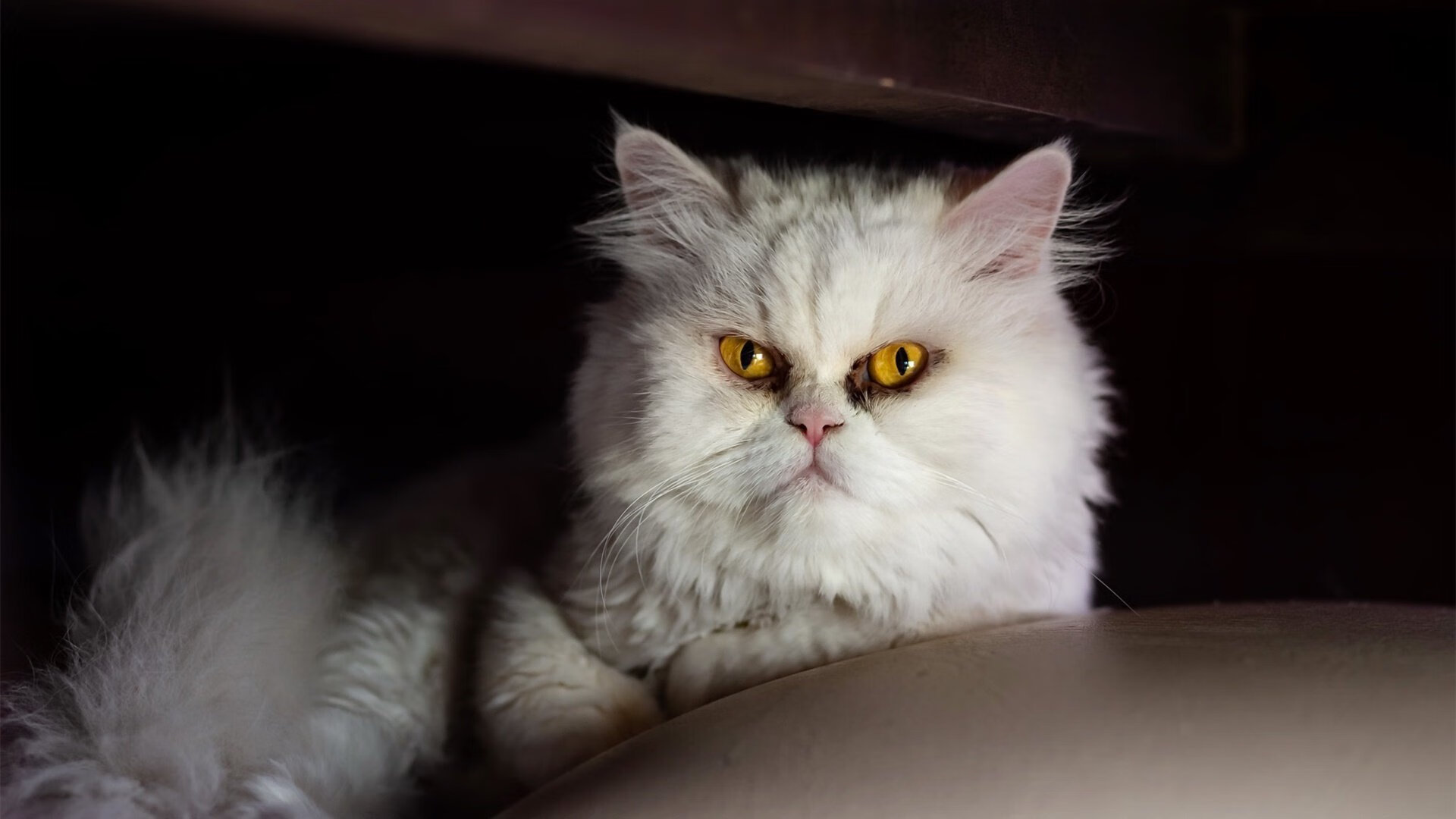 爱游戏中国官方登录入口网站-爱尔兰女子橄榄球赛事吸引更多赞助商，爱尔兰式橄榄球