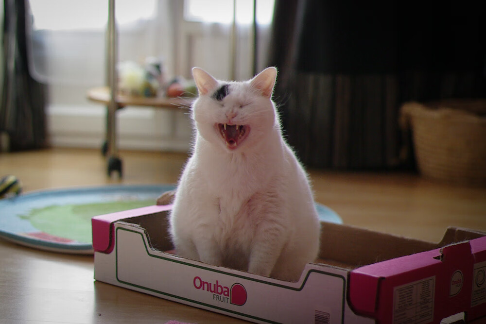 美洲杯追梦现场：明星光环闪耀全场！，美洲杯冠军猜测